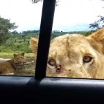 lion opens car door safari