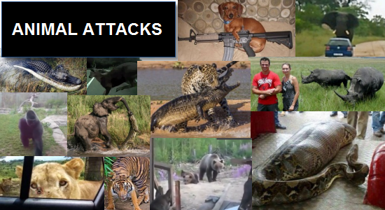 animal attacks banner